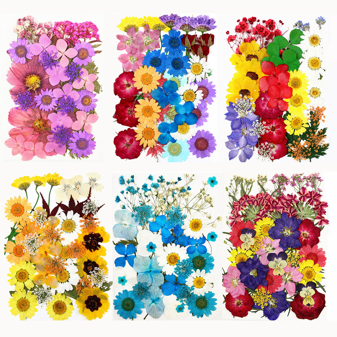 نباتات و زهور مجففة و مضغوطة بعناية لاشغال الريزن خيارات متعددة