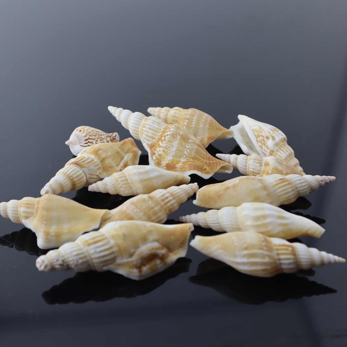 مجموعة اصداف طبيعية لاحواض اسماك الزينة و التيراريوم