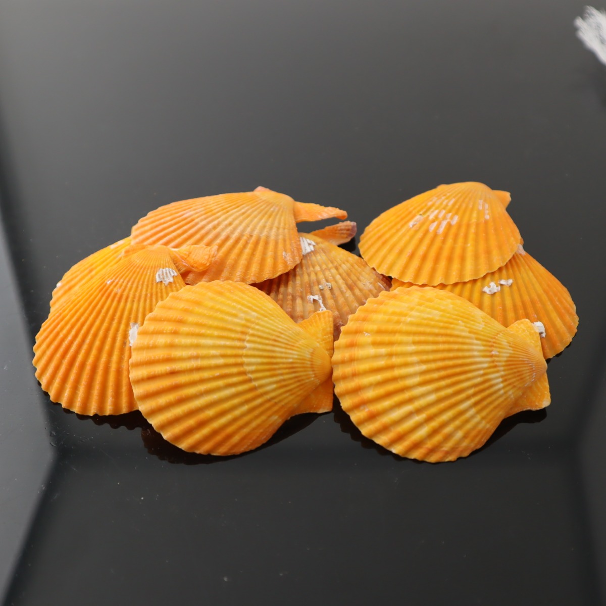 صدف طبيعي مصبوغ باللون الاصفر لاحواض اسماك الزينة و التيراريوم