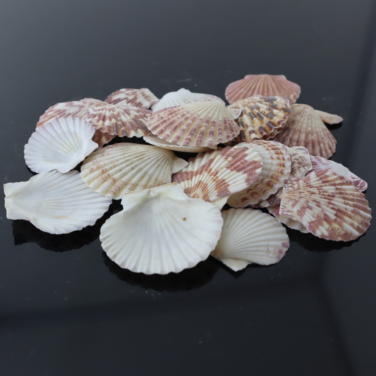 صدف طبيعي لزينة احواض الاسماك  و التيراريوم