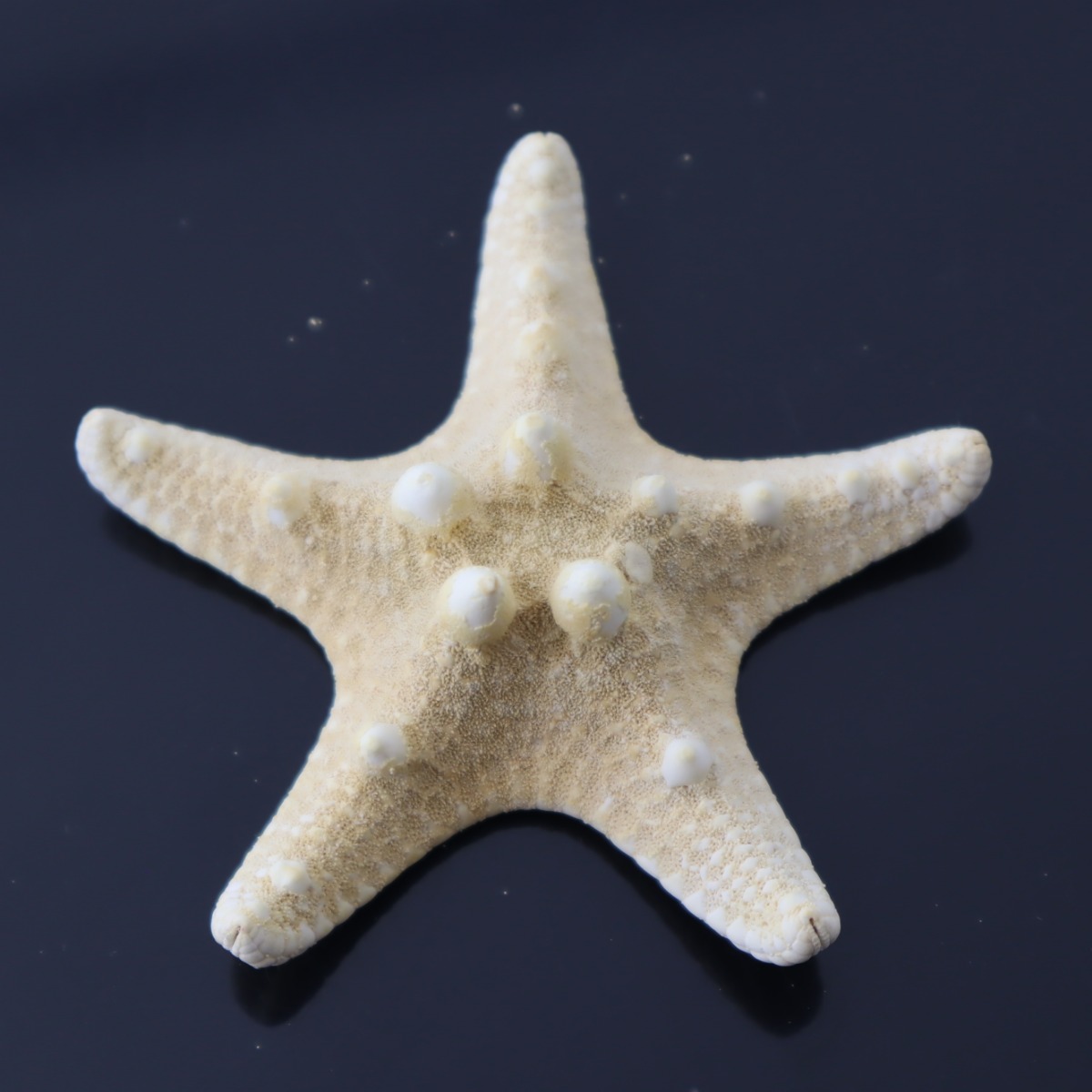 هيكل نجمة بحر طبيعي لاحواض اسماك الزينة و التيراريوم