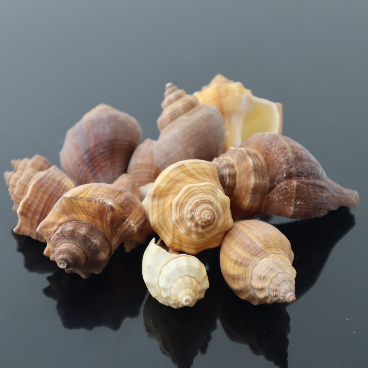 مجموعة صدف صغير طبيعي لاحواض اسماك الزينة و التيراريوم