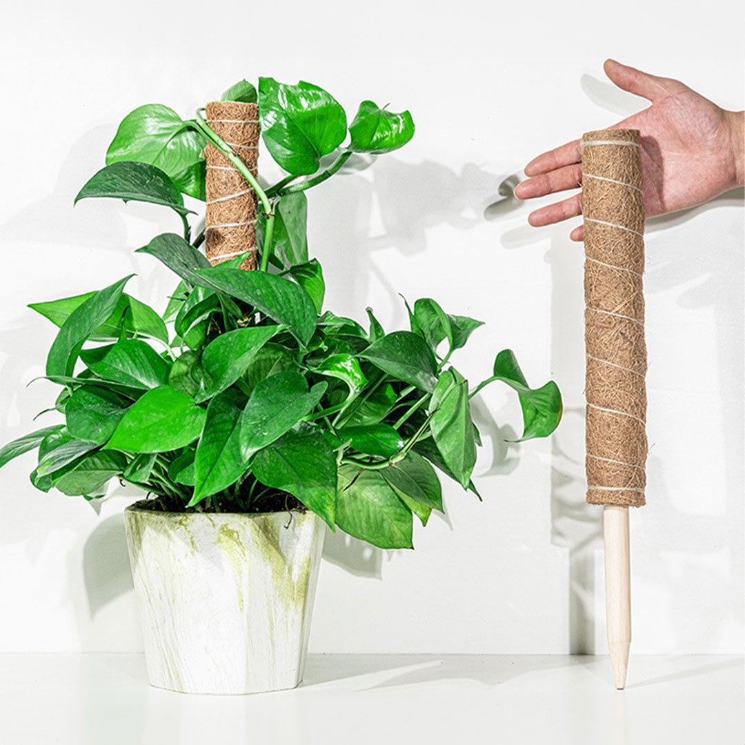 Planting air rooting holder stick for pothos 50cm J-1267