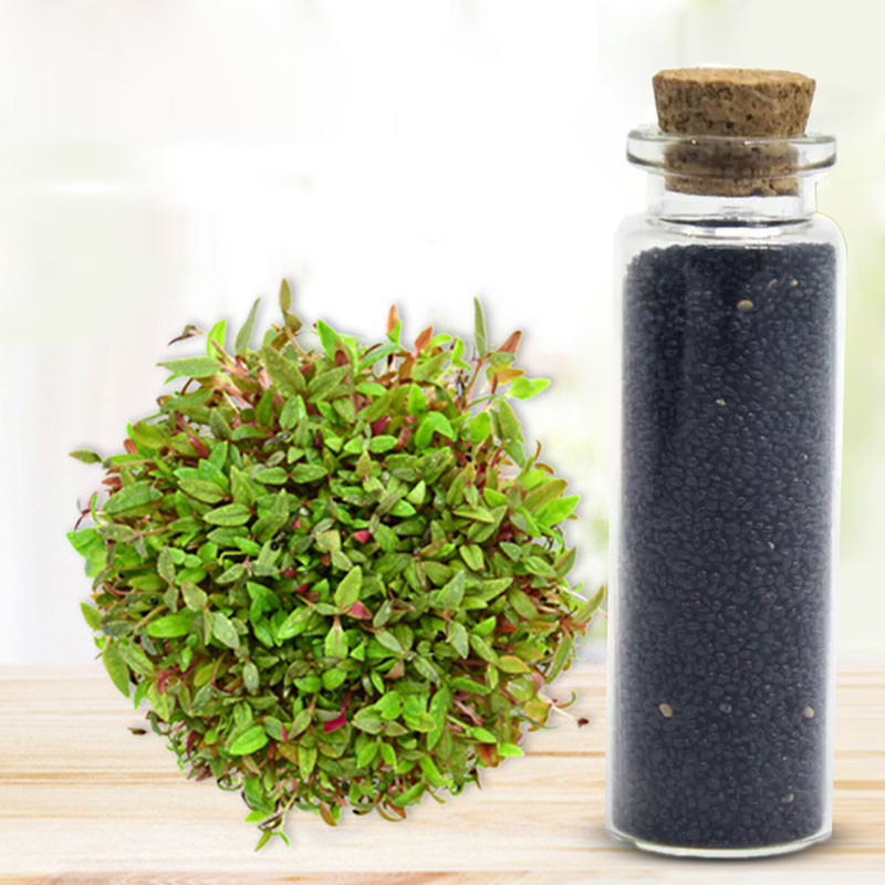 بذور نباتات اعشاب احواض اسماك الزينة سعة 15 مل-KR120155